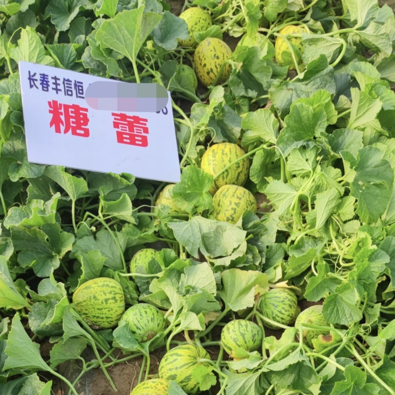 糖蕾甜瓜种子花皮绿肉高糖特甜上糖早露地抗裂