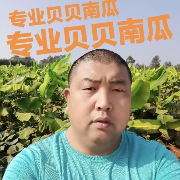 新鲜贝贝南瓜，口感细腻，粉，糯，香，甜
