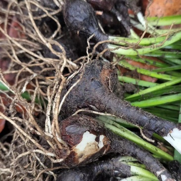 石蒜正宗云南石蒜精选产品产地直发量大从优价格美丽