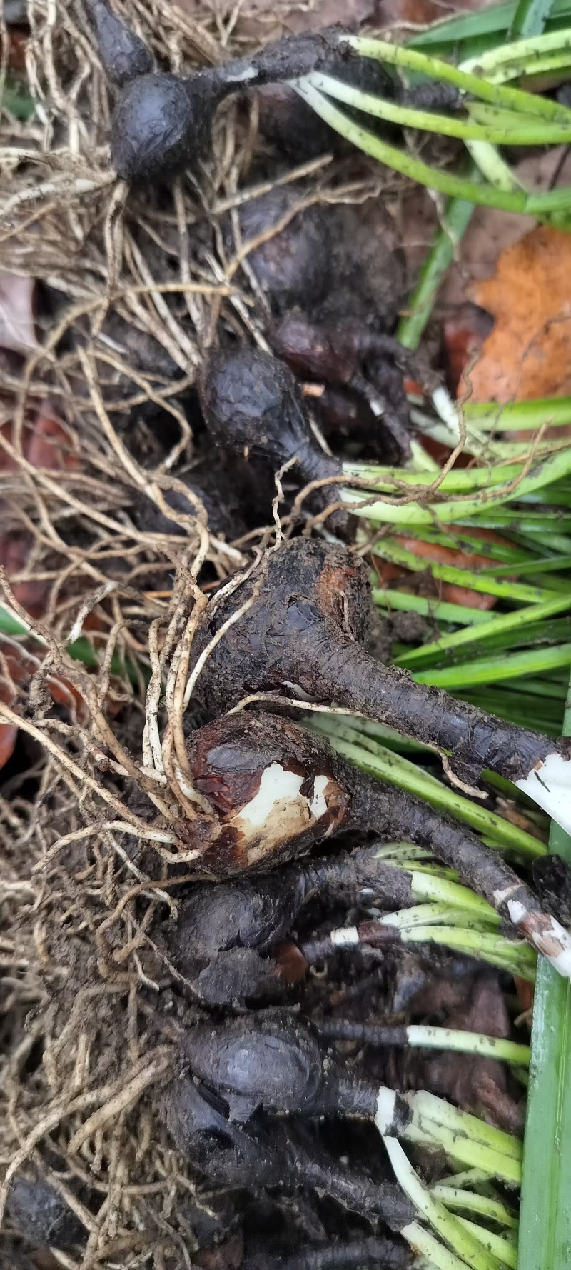石蒜正宗云南石蒜精选产品产地直发量大从优价格美丽