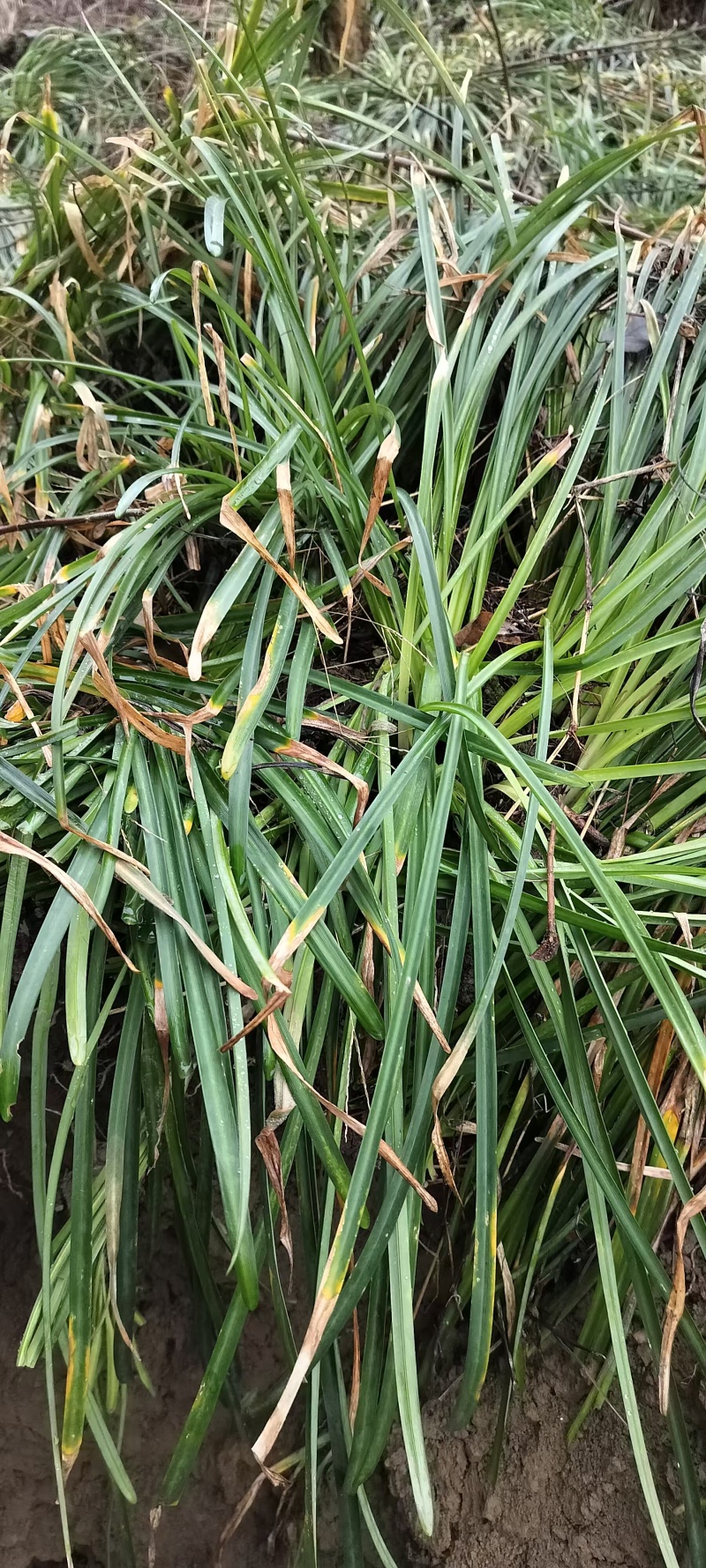 石蒜正宗云南石蒜精选产品产地直发量大从优价格美丽