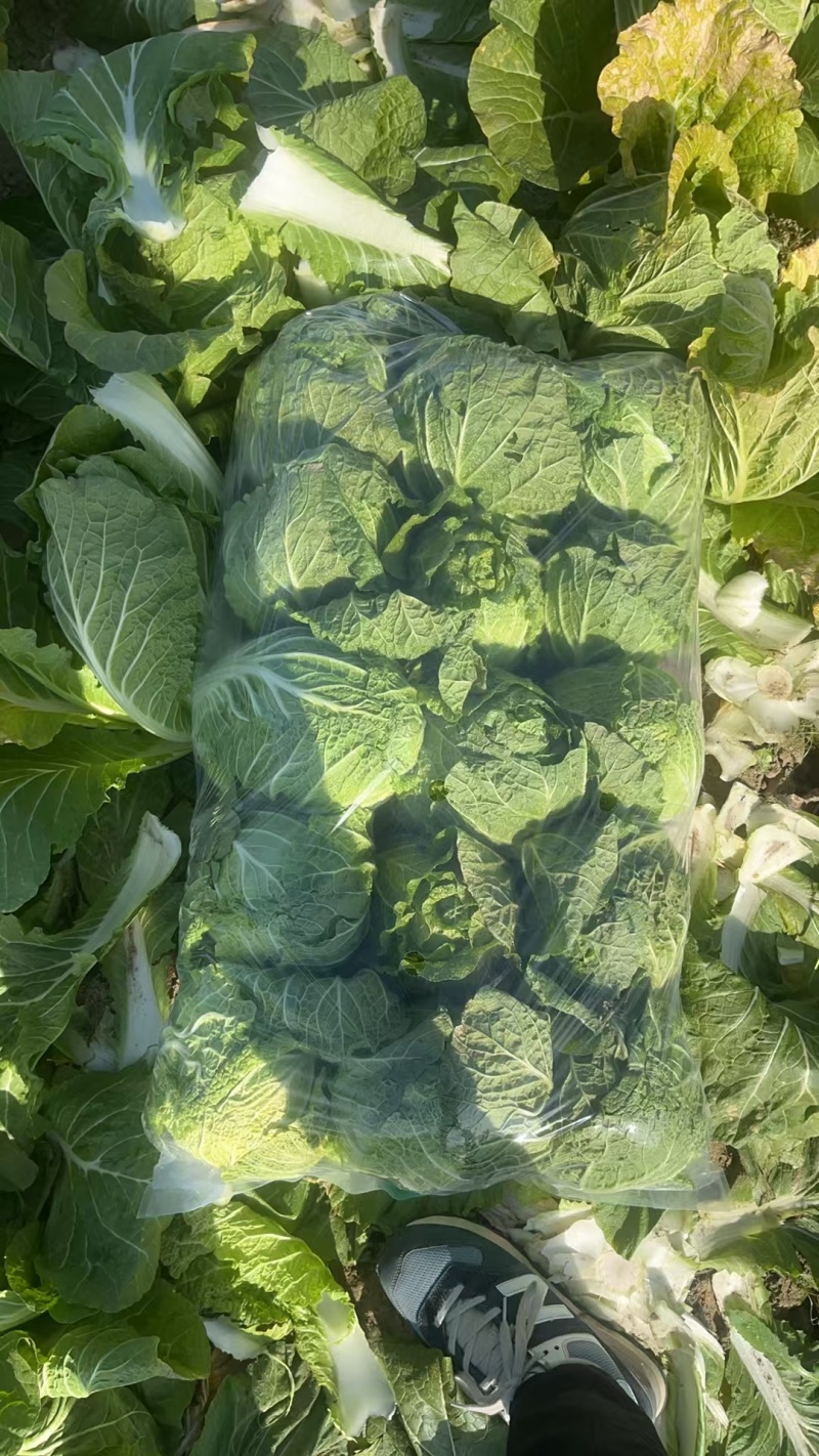 湖北黄心白菜品质保证诚信经营，欢迎联系，对接商超批发市场