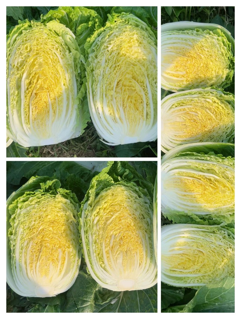 湖北黄心白菜品质保证诚信经营，欢迎联系，对接商超批发市场