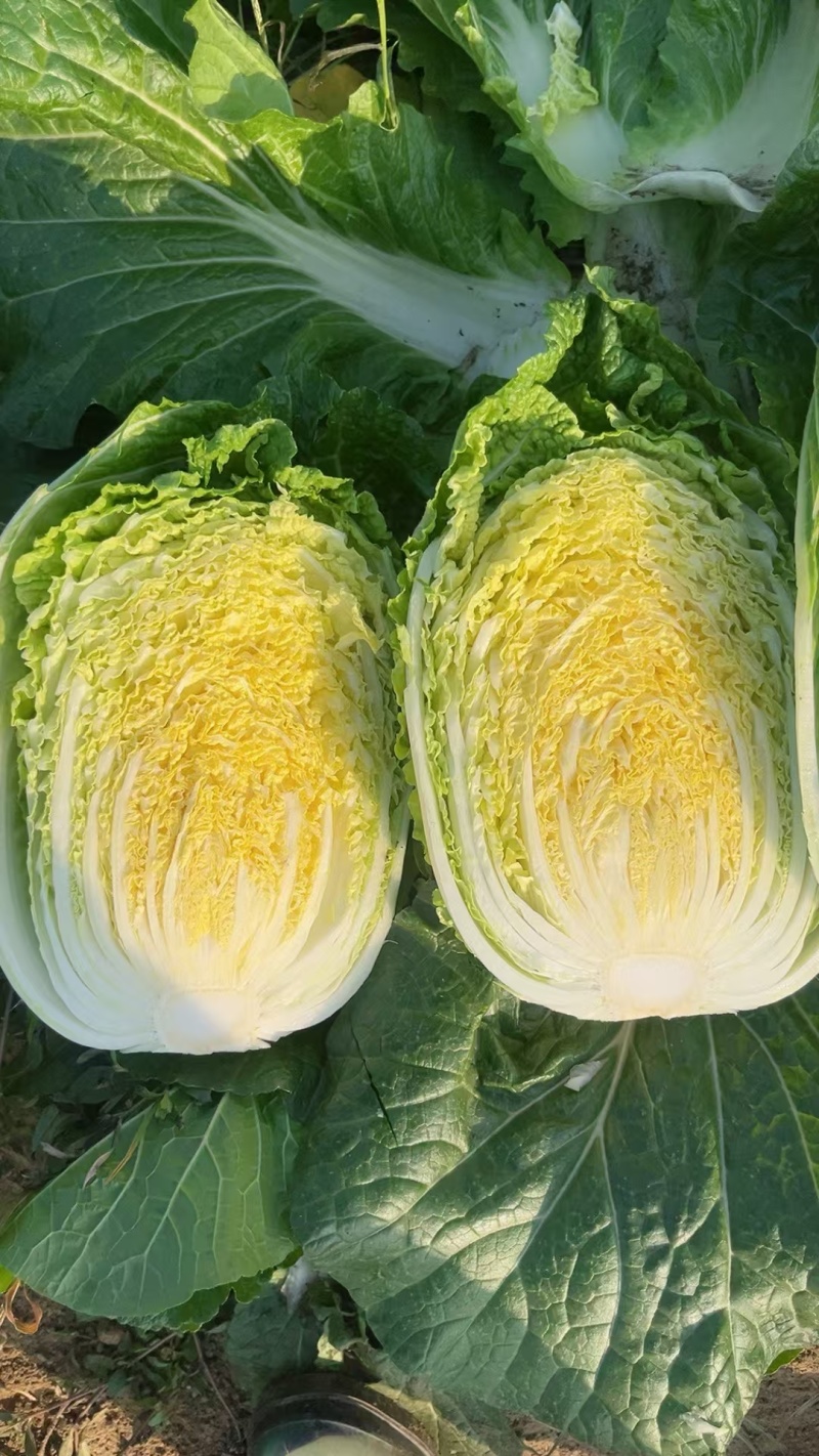 湖北黄心白菜品质保证诚信经营，欢迎联系，对接商超批发市场