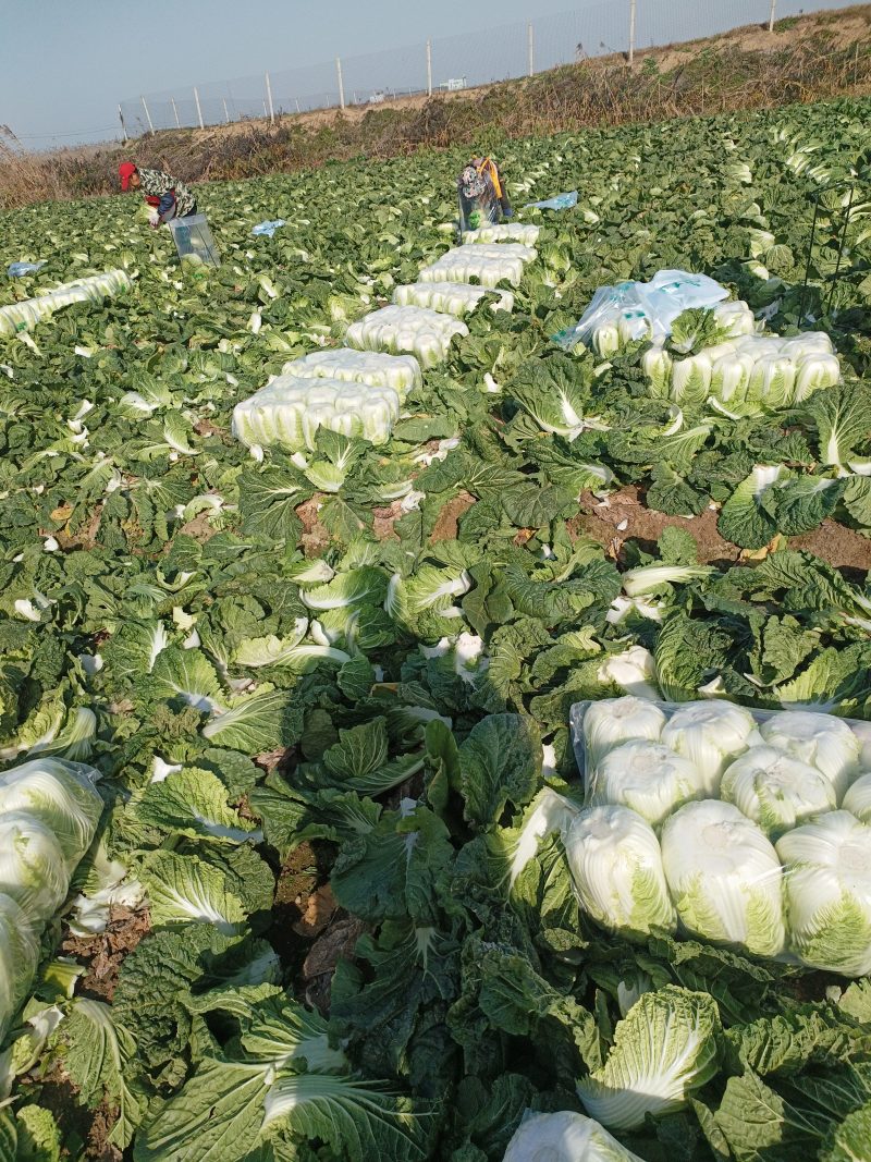 湖北黄心白菜品质保证诚信经营，欢迎联系，对接商超批发市场