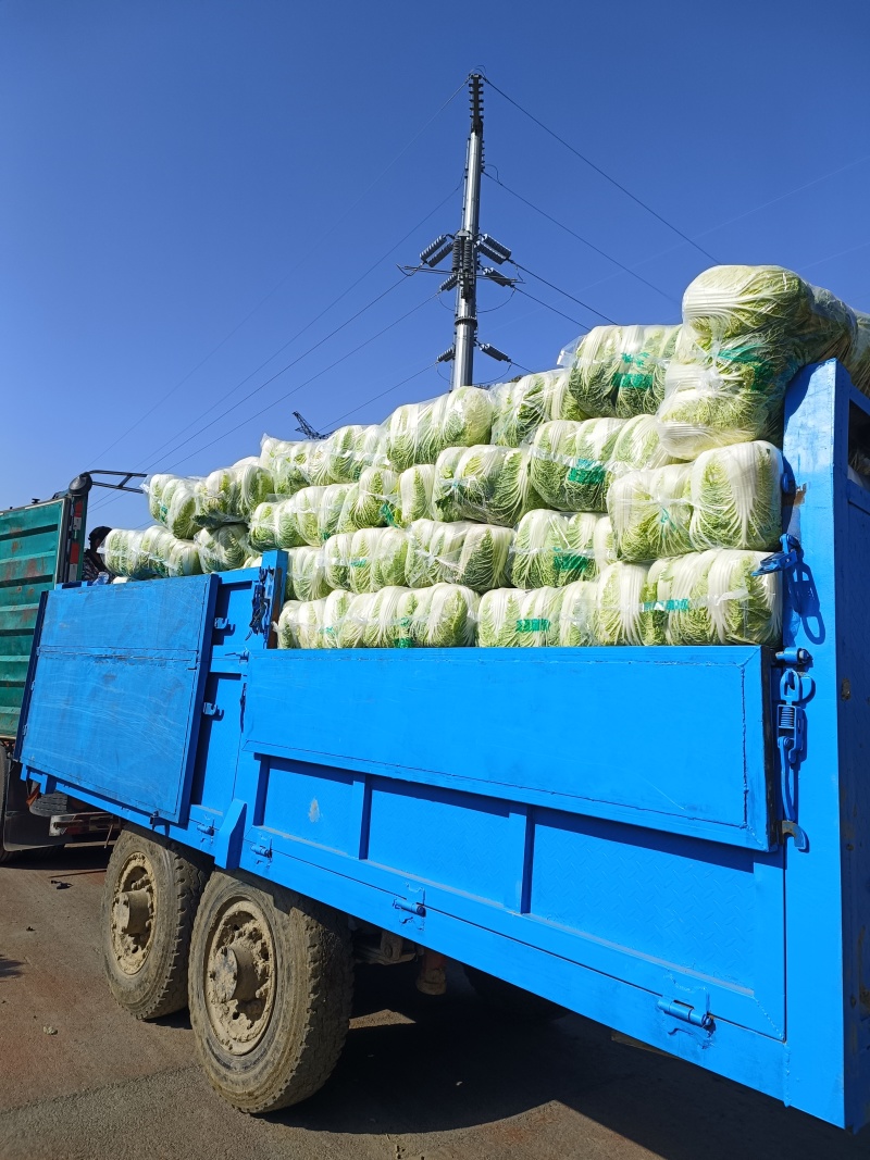 湖北黄心白菜品质保证诚信经营，欢迎联系，对接商超批发市场