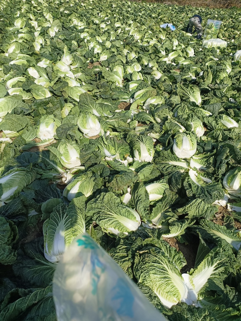 湖北黄心白菜品质保证诚信经营，欢迎联系，对接商超批发市场