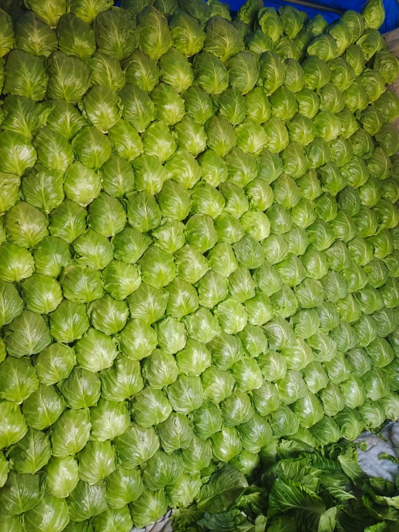 山东临沂韩国青甘蓝菜宣绿