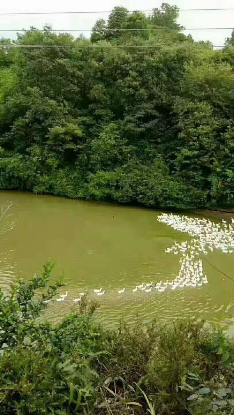 鸭蛋，白鹭鸭蛋大山里面散养白鹭鸭蛋