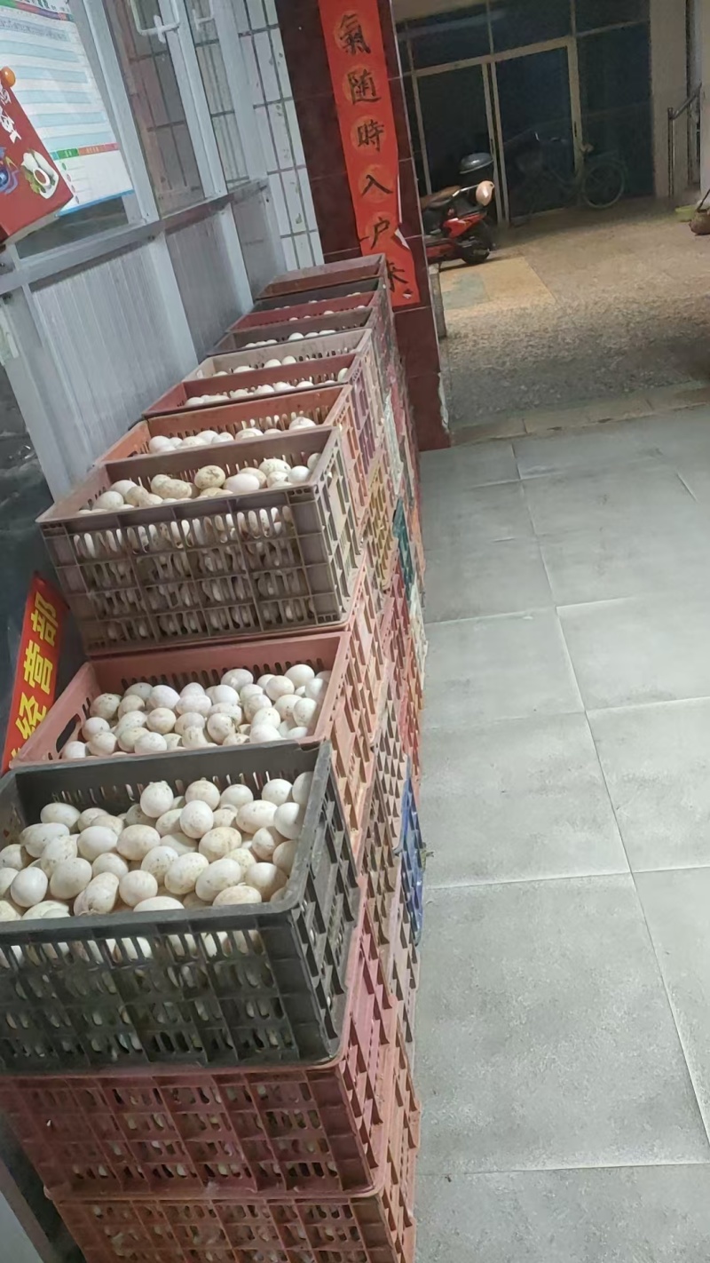 鸭蛋，白鹭鸭蛋大山里面散养白鹭鸭蛋