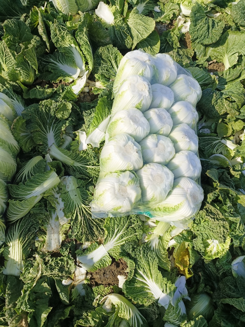 湖北黄心白菜品质保证诚信经营，欢迎联系，对接商超批发市场