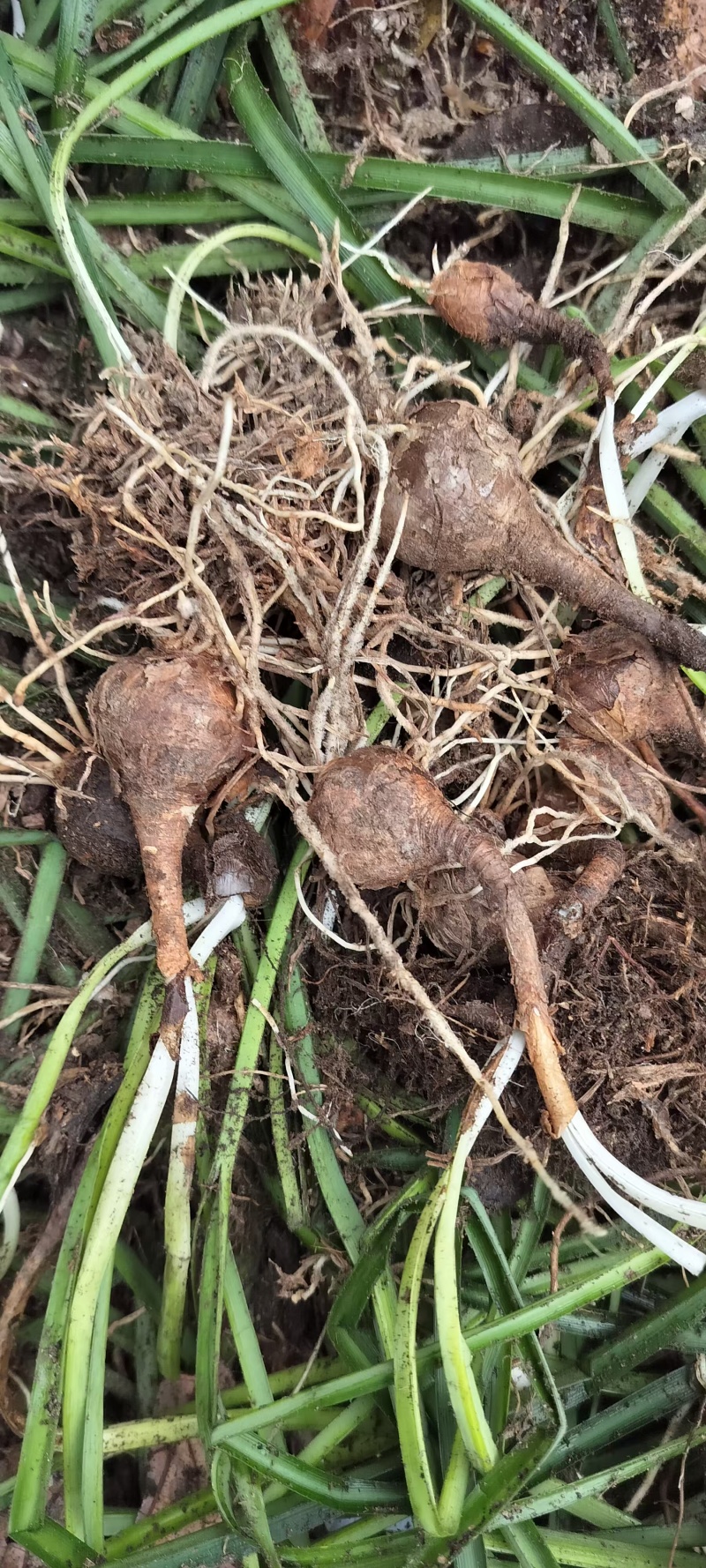 石蒜正宗云南石蒜精选产品产地直发量大从优价格美丽