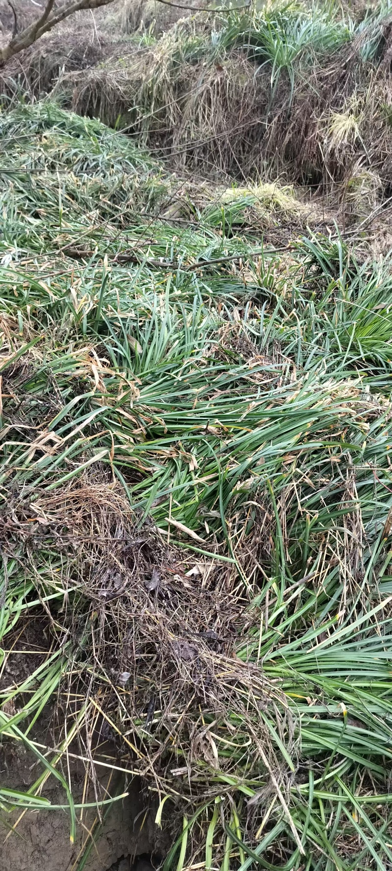 石蒜正宗云南石蒜精选产品产地直发量大从优价格美丽