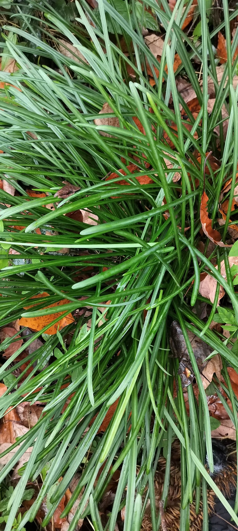 石蒜正宗云南石蒜精选产品产地直发量大从优价格美丽