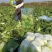 湖北黄心白菜品质保证诚信经营，欢迎联系，对接商超批发市场