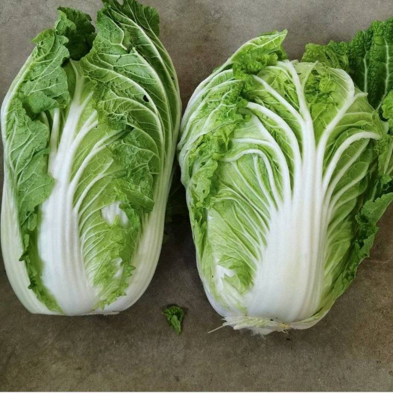 青杂三号大白菜大量上市中，可视频看货，欢迎各位光临