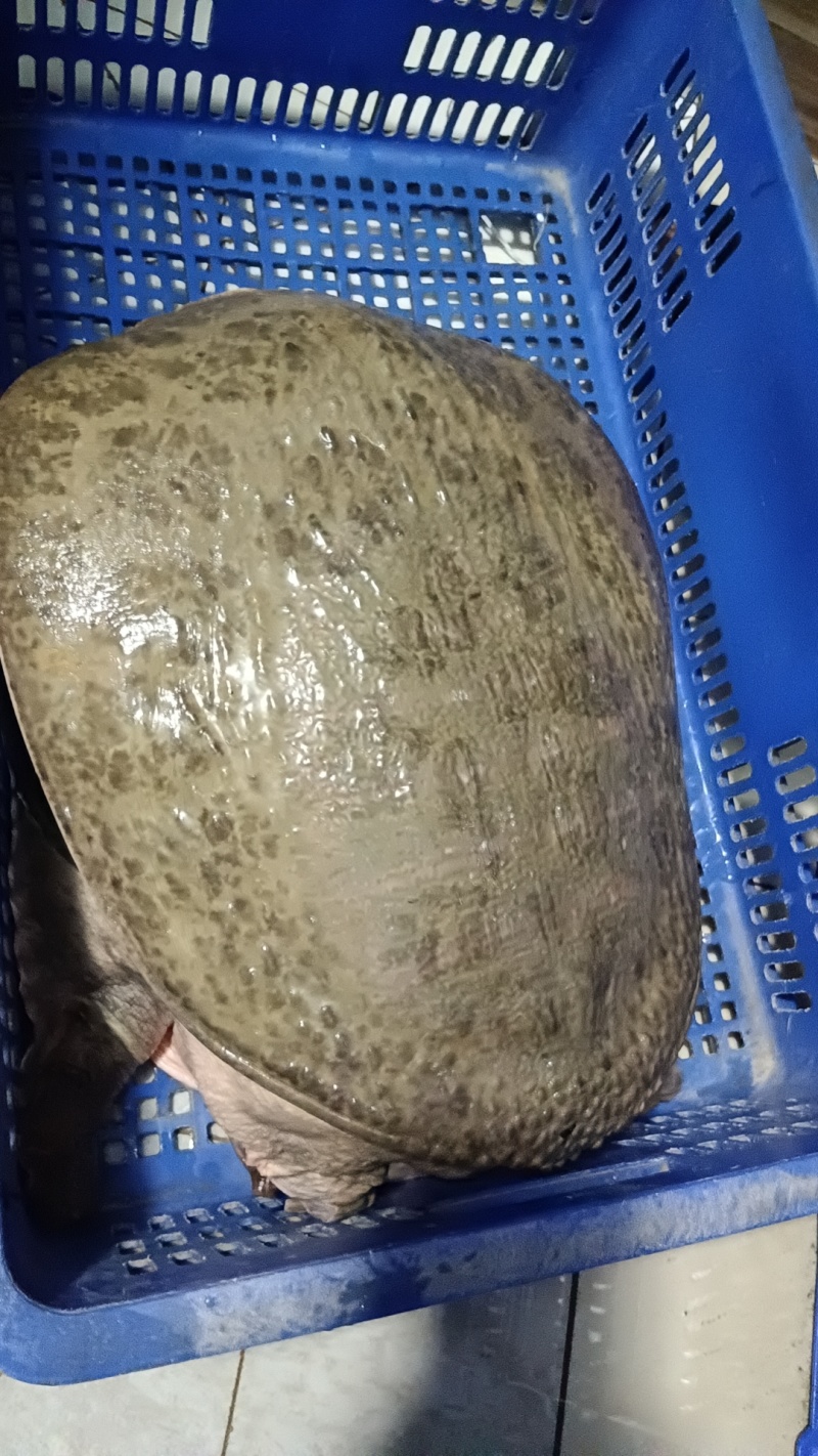 珍珠鳖批发零售，大量现货，一手货源量大从优