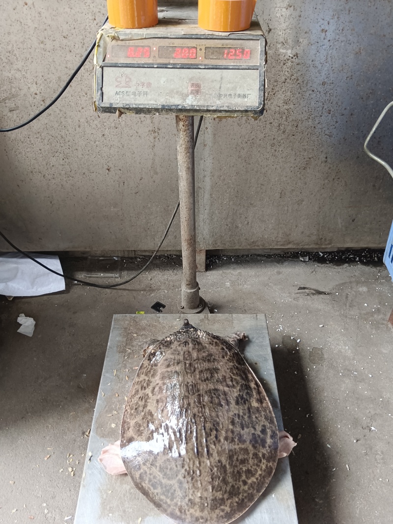 珍珠鳖批发零售，大量现货，一手货源量大从优