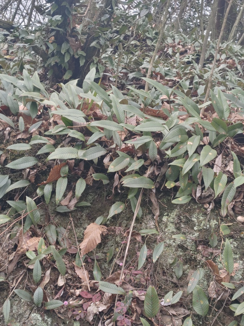 石伟四川药用石伟多款选择性，质量保证无杂质