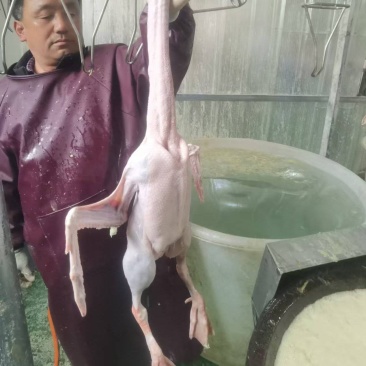 河南驻马店鹅肉**-一条龙服务-量大从优