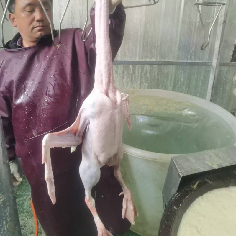 河南驻马店鹅肉**-一条龙服务-量大从优