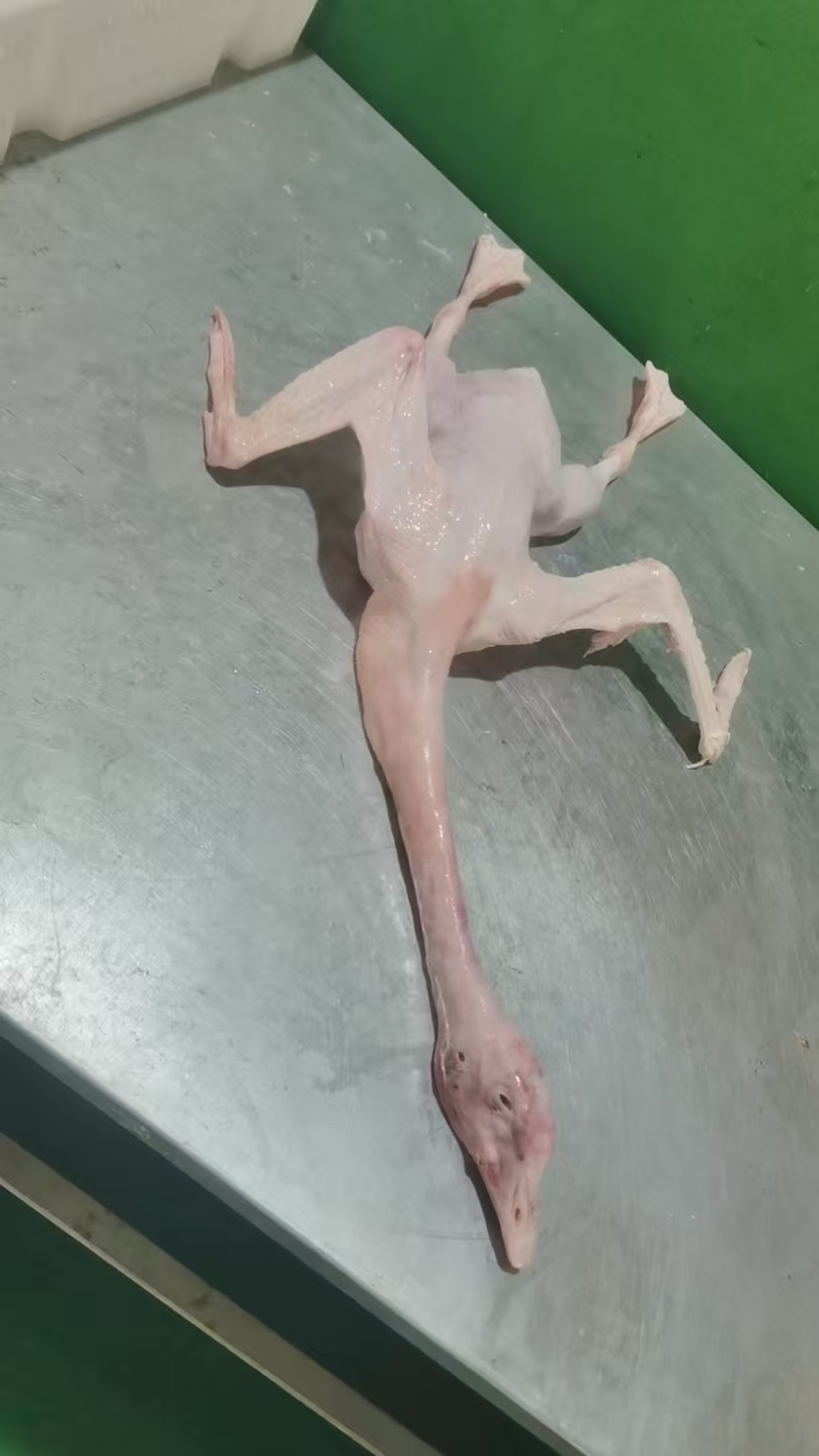 河南驻马店鹅肉**-一条龙服务-量大从优