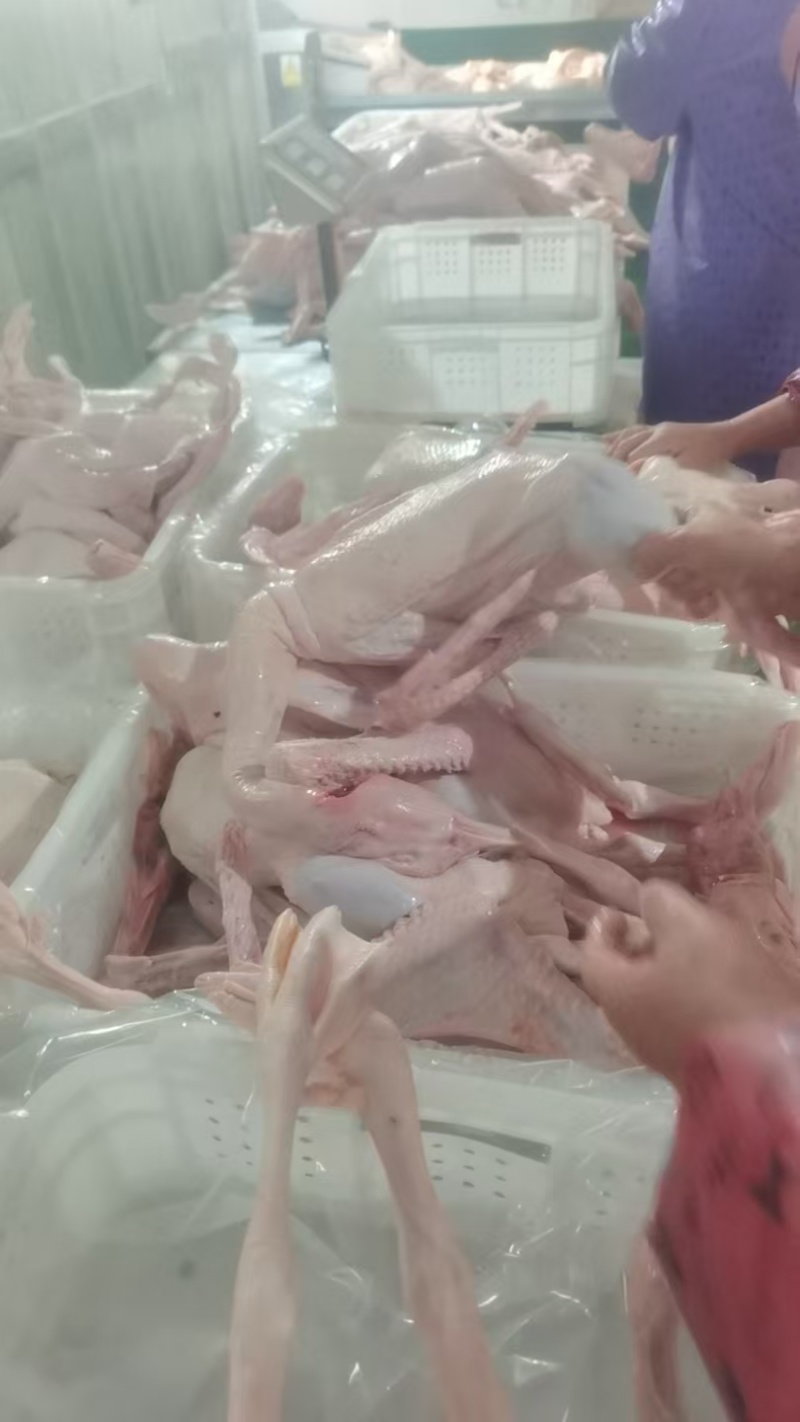 河南驻马店鹅肉**-一条龙服务-量大从优