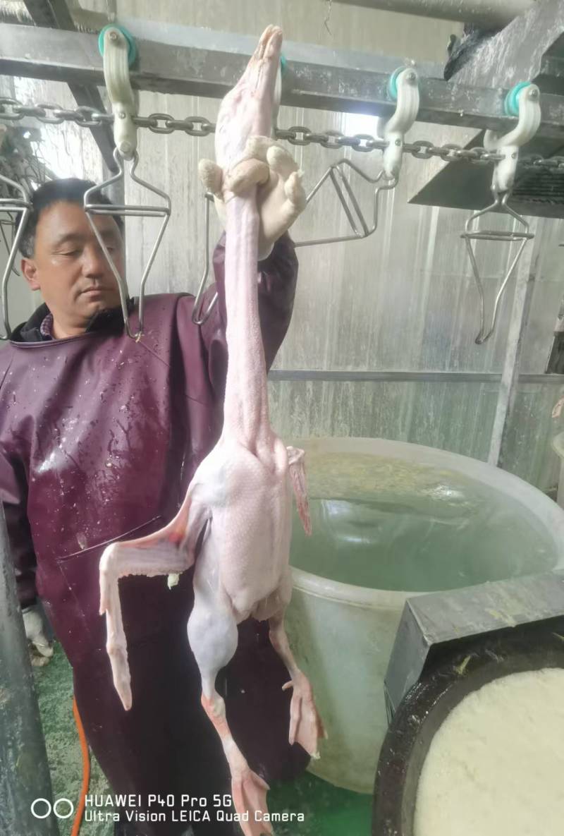 河南驻马店鹅肉**-一条龙服务-量大从优