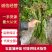 四川石菖蒲种苗可用药做盆栽水培土培鱼缸观赏四季长青