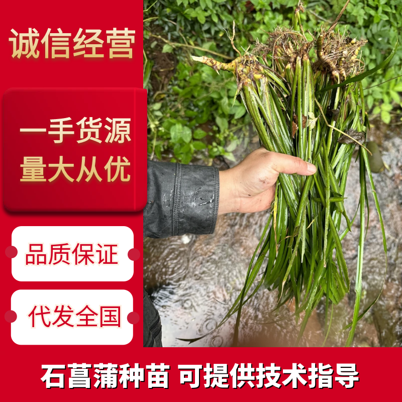 四川石菖蒲种苗可用药做盆栽水培土培鱼缸观赏四季长青