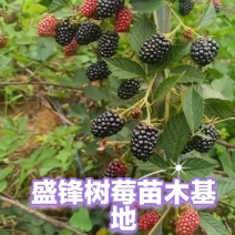 云南盛锋树莓苗木基地树梅蓝莓组培苗源头
