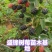 云南盛锋树莓苗木基地树梅蓝莓组培苗源头