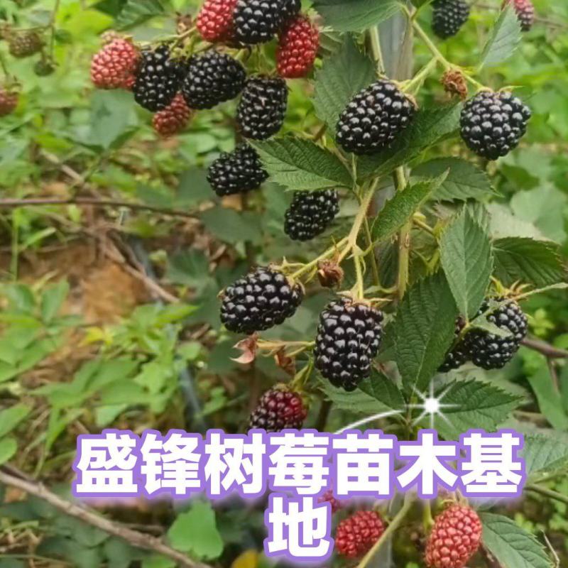 云南盛锋树莓苗木基地树梅蓝莓组培苗源头