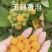 云南盛锋树莓苗木基地树梅蓝莓组培苗源头