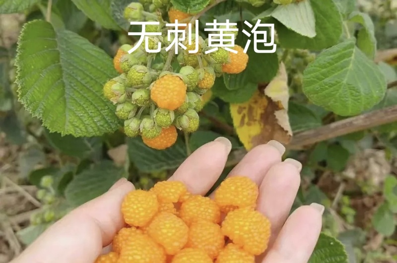 云南盛锋树莓苗木基地树梅蓝莓组培苗源头