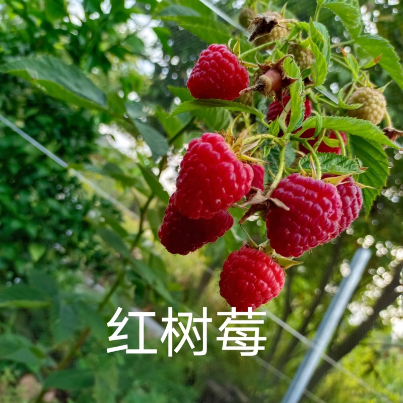 云南盛锋树莓苗木基地树梅蓝莓组培苗源头