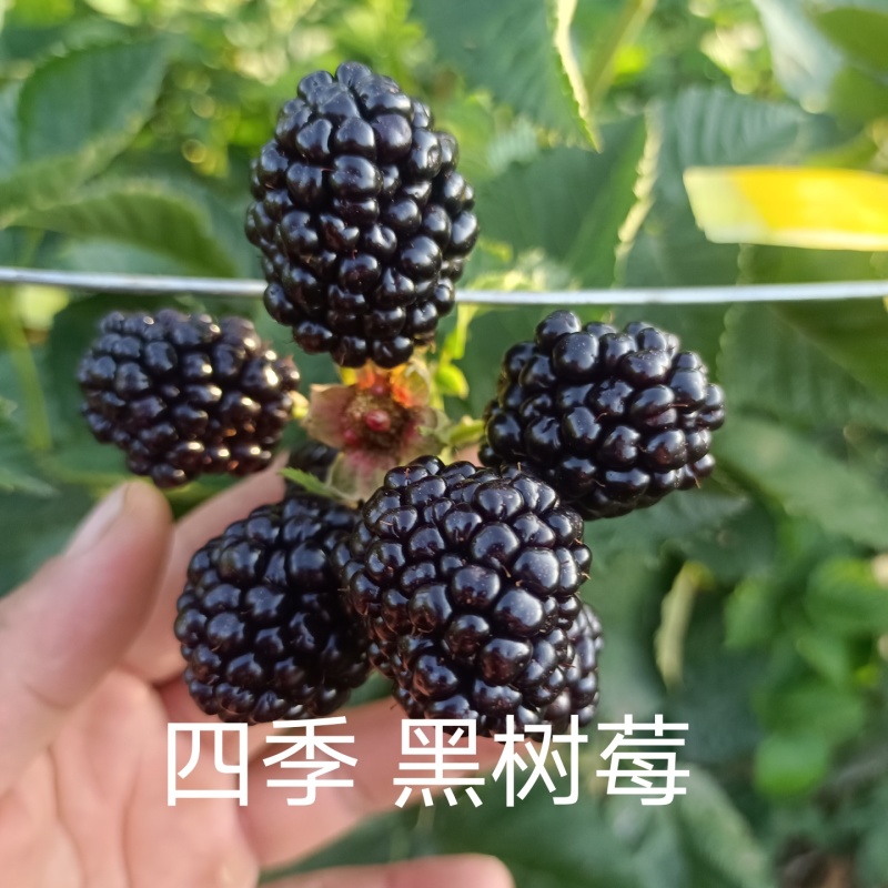 云南盛锋树莓苗木基地树梅蓝莓组培苗源头