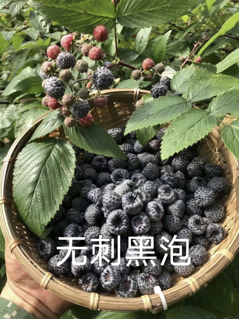 云南盛锋树莓苗木基地树梅蓝莓组培苗源头