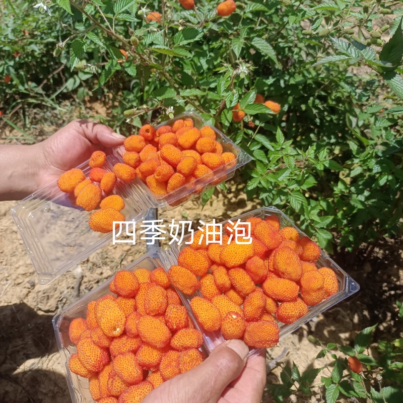 云南盛锋树莓苗木基地树梅蓝莓组培苗源头