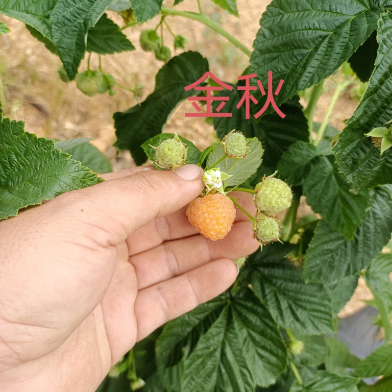 云南盛锋树莓苗木基地树梅蓝莓组培苗源头