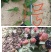 云南盛锋树莓苗木基地树梅蓝莓组培苗源头