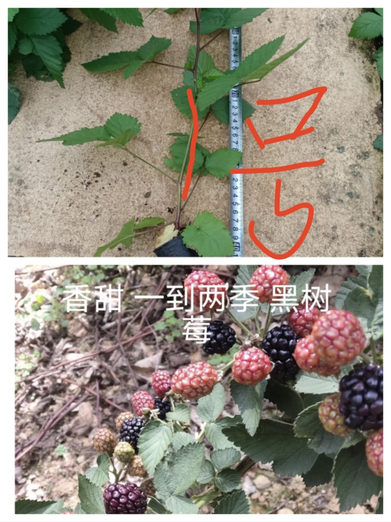 云南盛锋树莓苗木基地树梅蓝莓组培苗源头