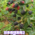 云南盛锋树莓苗木基地树梅蓝莓组培苗源头