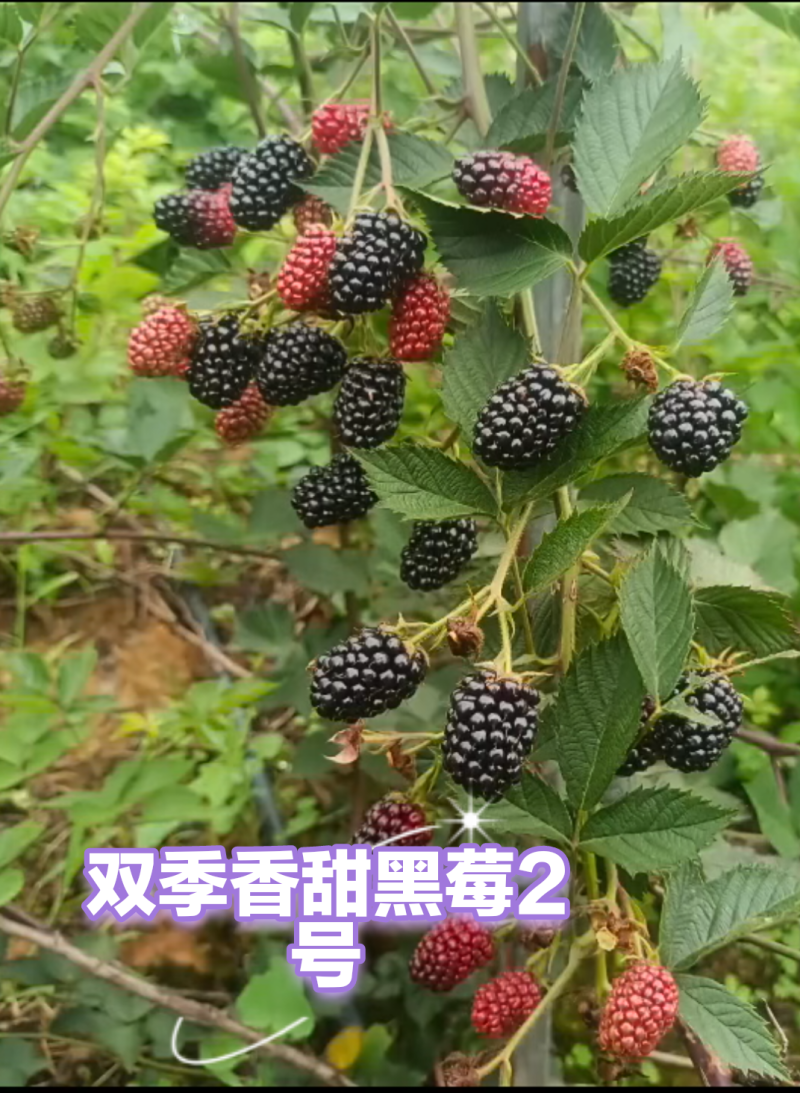 云南盛锋树莓苗木基地树梅蓝莓组培苗源头