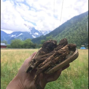 藏当归藏当归西藏一手货源原产地批发质量保证