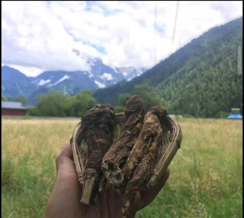 藏当归藏当归西藏一手货源原产地批发质量保证