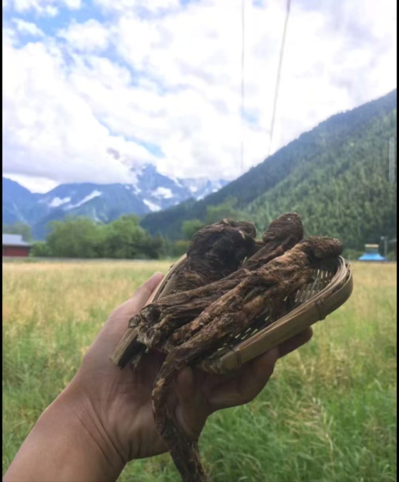 藏当归藏当归西藏一手货源原产地批发质量保证