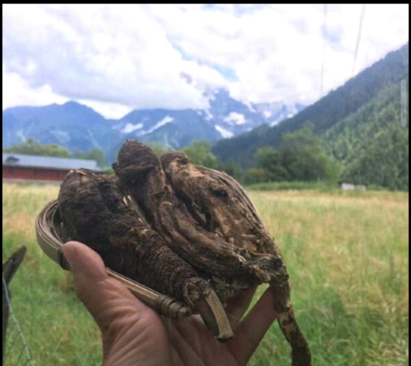藏当归藏当归西藏一手货源原产地批发质量保证
