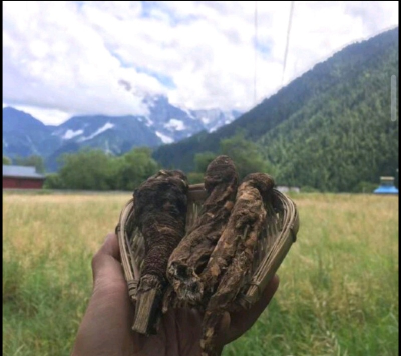 藏当归藏当归西藏一手货源原产地批发质量保证