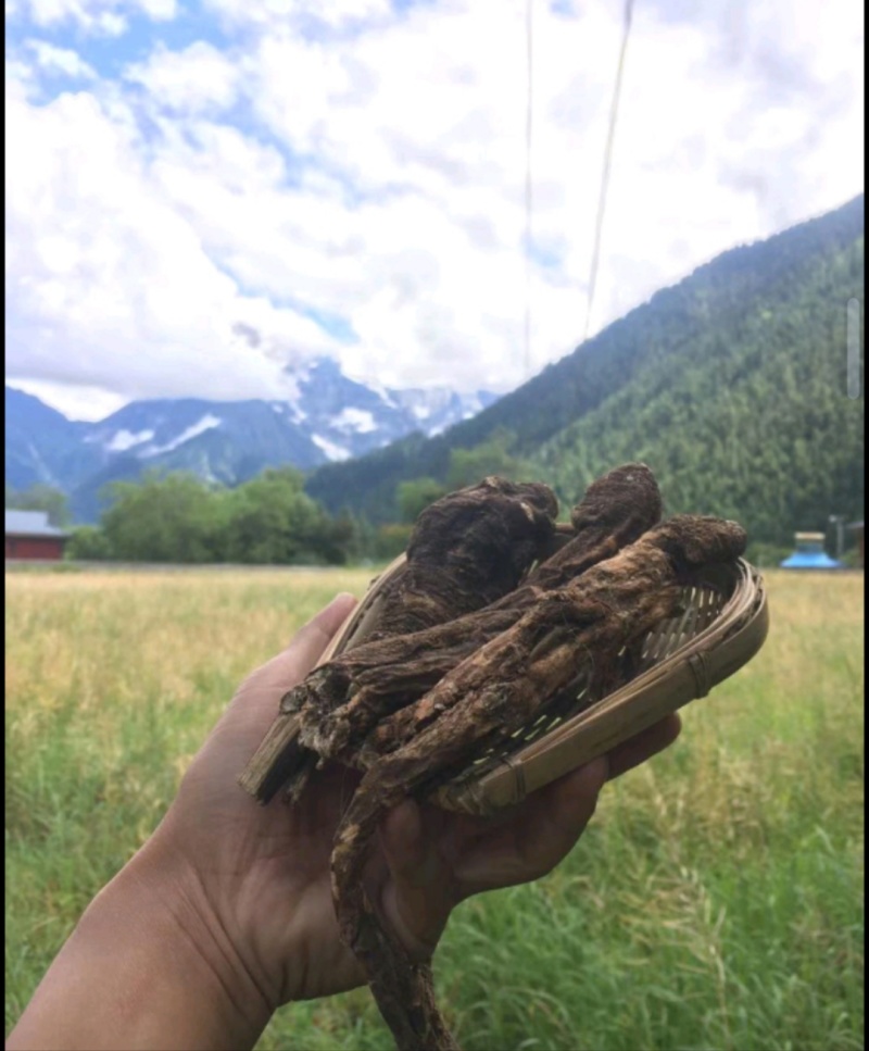 藏当归藏当归西藏一手货源原产地批发质量保证